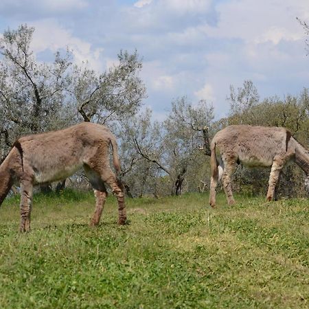 Agriturismo La lampada di Atena Vetralla Bagian luar foto