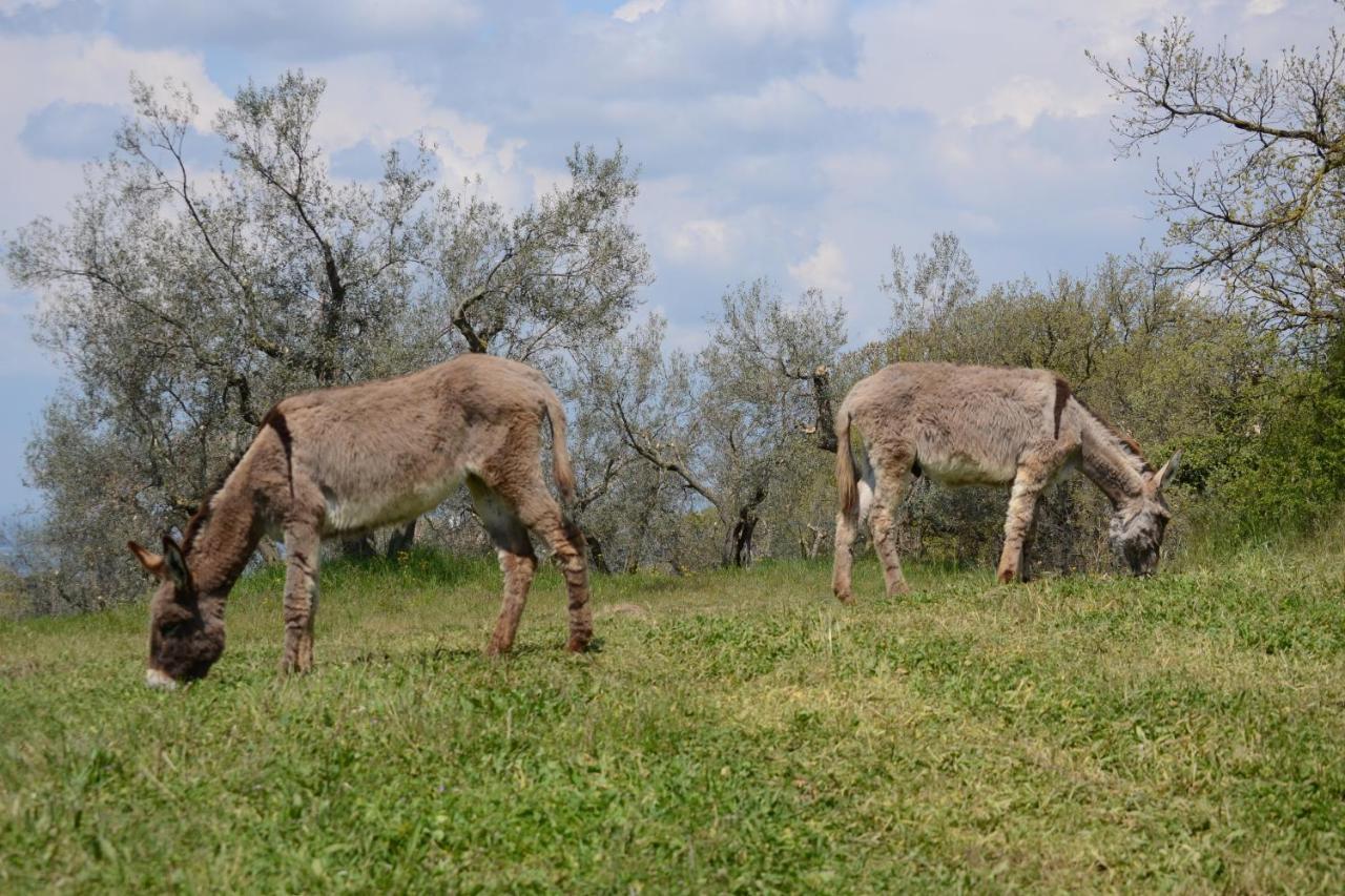 Agriturismo La lampada di Atena Vetralla Bagian luar foto